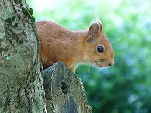 brown squirrel HD wallpaper