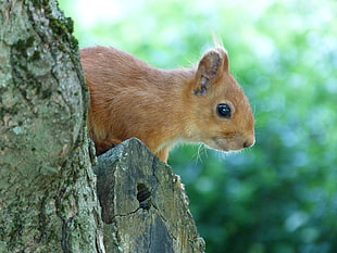 brown squirrel
