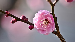 pink cherry blossom, blossom, macro HD wallpaper