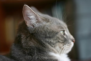 selective focus photography of gray cat