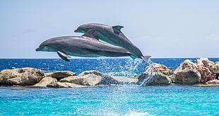 two gray dolphins