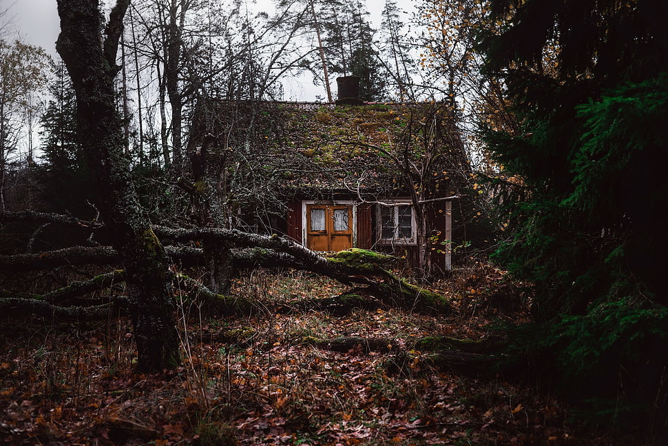 tree trunk, forest, trees, old building HD wallpaper