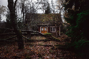 tree trunk, forest, trees, old building