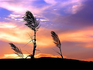green leaf plant during sunset
