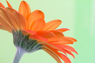 selective focus photography of orange Calendula flower, gerbera