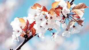 white Cherry Blossom flowers
