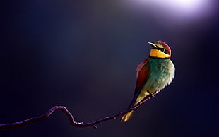 blue, red, and yellow bird, birds, animals, bee-eaters