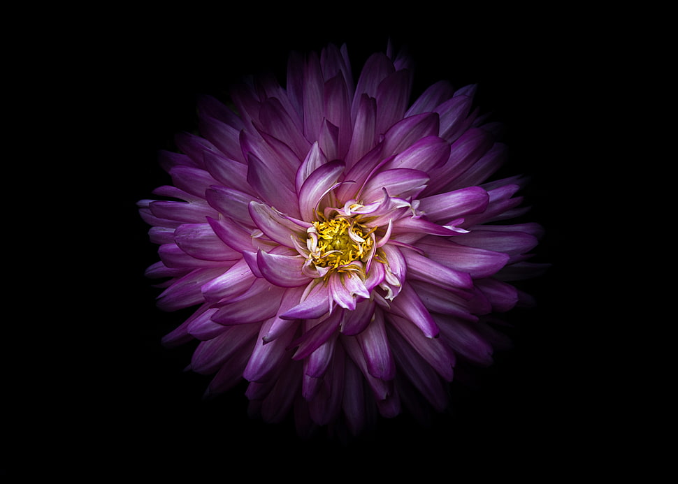 purple petaled flower HD wallpaper