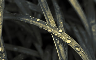 water droplets, grass, closeup, rain, water drops