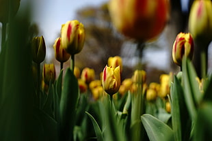 selective focus photography of yellow tulip flower HD wallpaper