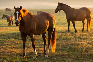 five brown horses