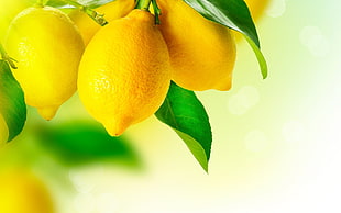 bunch of lemons, lemons, fruit