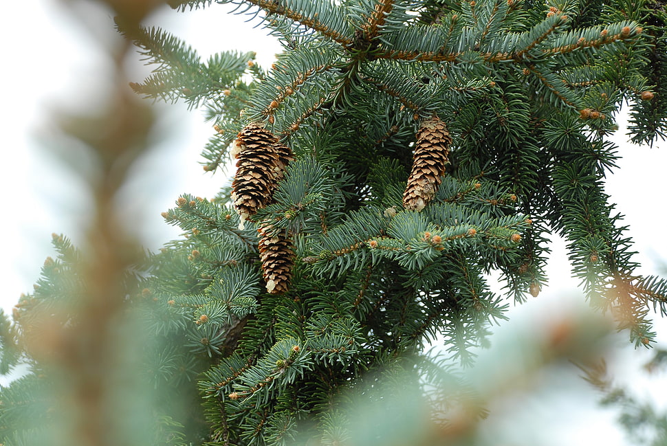 three brown pinecones photography HD wallpaper