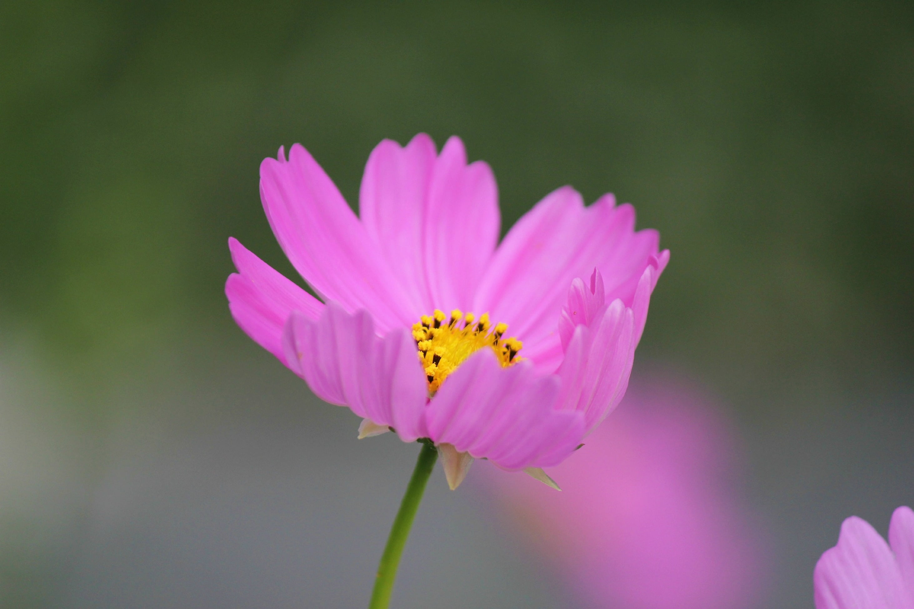 pink daisy