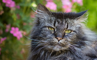 depth of field photography of Maine Coon