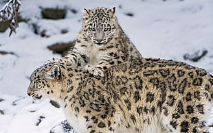 two Leopards on ground covered with snow