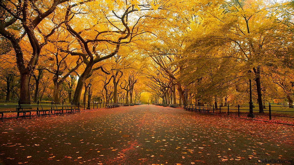 brown tree, street, road HD wallpaper
