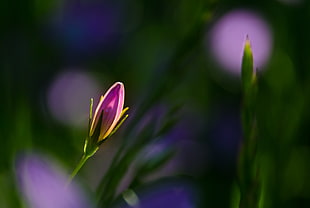 selective focus photography of purple petaled flower, campanula HD wallpaper
