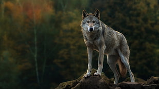 gray wolf, wolf
