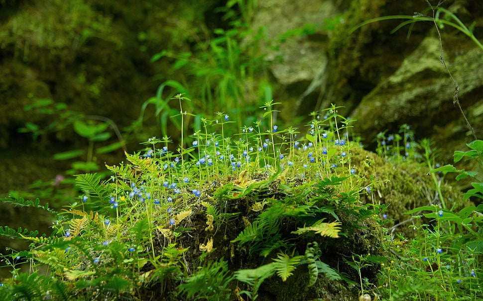 blue flowers with green leaves HD wallpaper