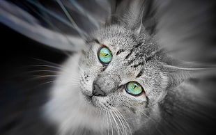 gray cat, cat, animals, green eyes, eyes HD wallpaper