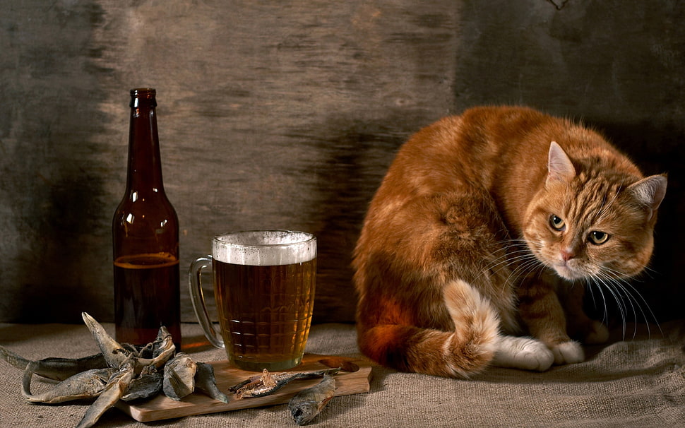 orange tabby cat and beer mug HD wallpaper