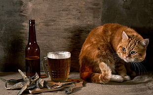 orange tabby cat and beer mug