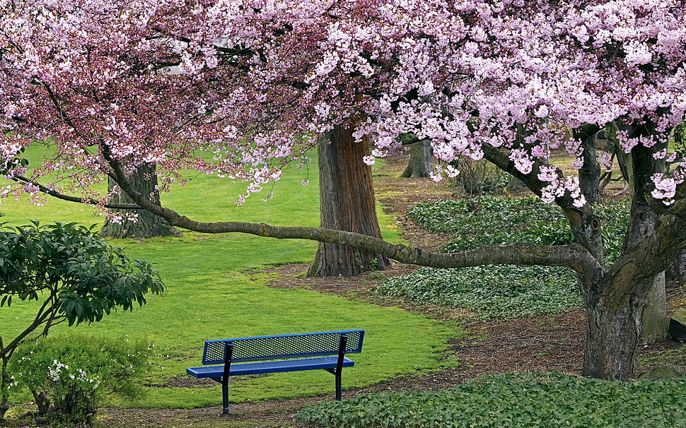 blue metal bench near cherry blossom tree HD wallpaper