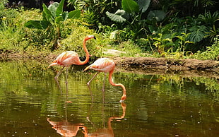 reflection of two flamingos on body of water