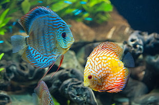 two blue and yellow oscar fishes, animals, fish