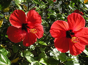 shallow focus photography of red Hibiscus