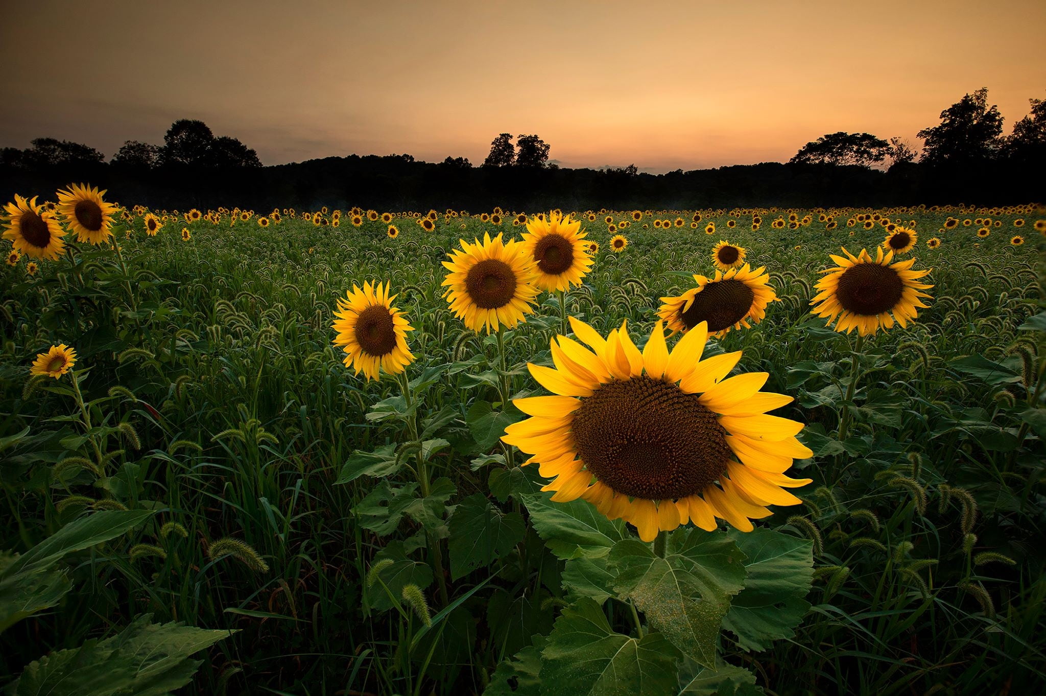 Flower Wallpaper Sunflower – Beautiful Flower Arrangements and Flower ...