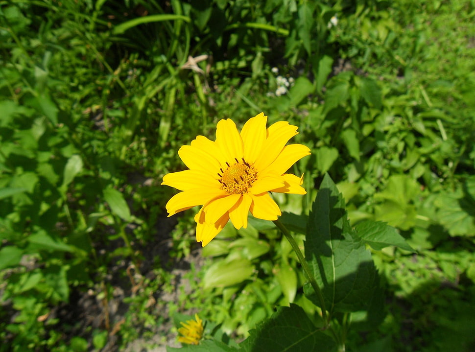 selective focus photography of yellow Daisy flower HD wallpaper