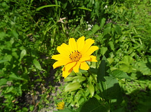 selective focus photography of yellow Daisy flower