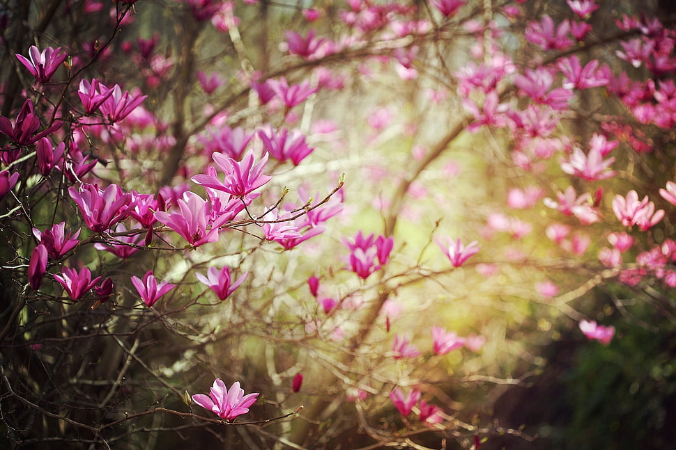 selective photography of pink magnolia flowers HD wallpaper