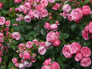 pink Roses HD wallpaper