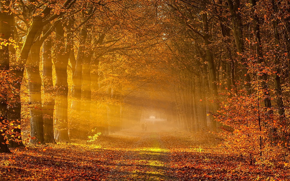 orange trees, nature, landscape, sun rays, fall HD wallpaper