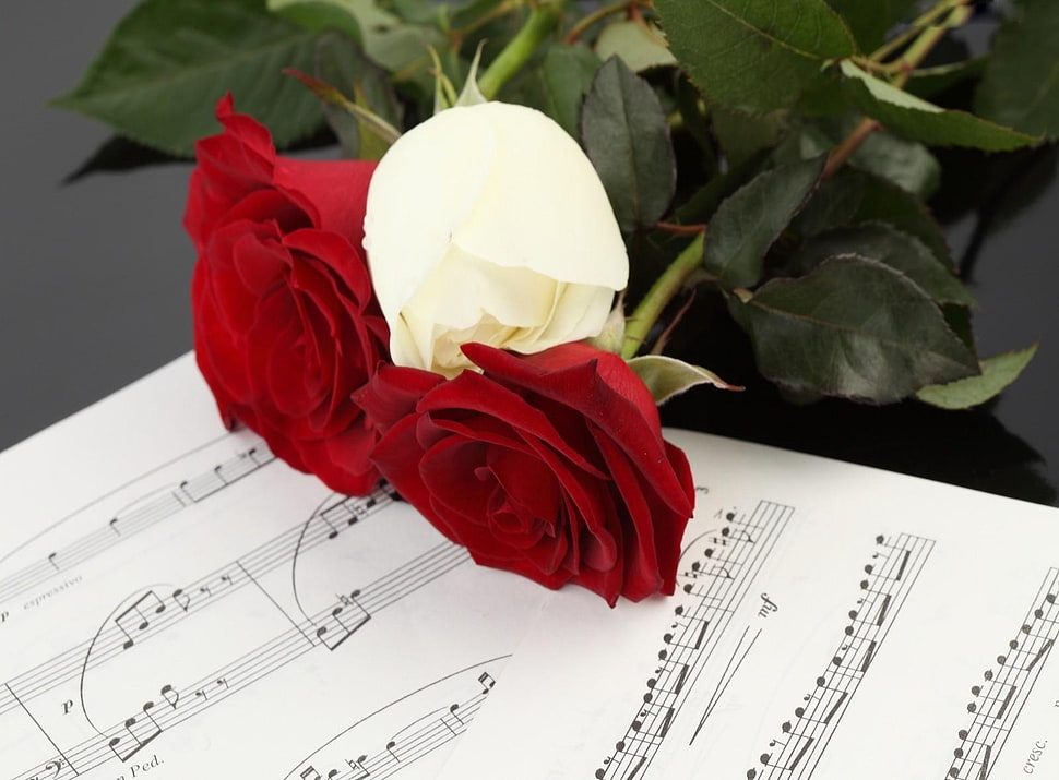 three red and white roses on musical paper HD wallpaper