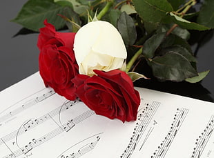 three red and white roses on musical paper HD wallpaper