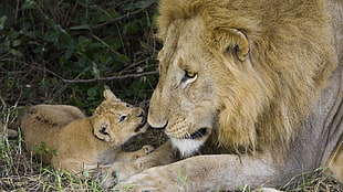 male lion and cub in green field
