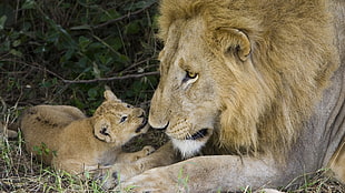 male lion and cub in green field
