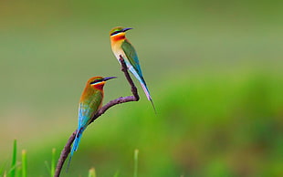 two green, yellow, and orange bee eater bird, birds, bee-eaters, nature, flowers