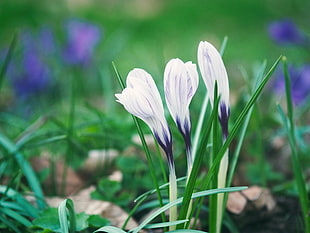shallow focus photography of white and purple flowers