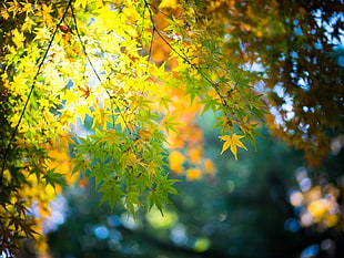 maple tree, maple leaves, fall, bokeh, leaves
