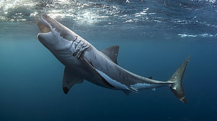 great white shark, animals, shark, underwater, Great White Shark HD wallpaper
