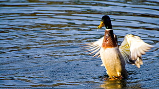 white and brown mallard duck, duck, water, birds, animals