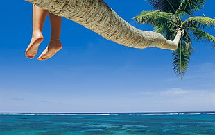 coconut palm, beach, feet HD wallpaper