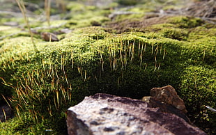 green moss on the gray rock