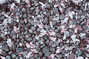 gray rocks, Magnolias, Leaves, Stones