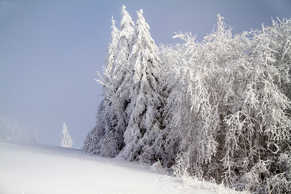 pine trees covered with snows HD wallpaper